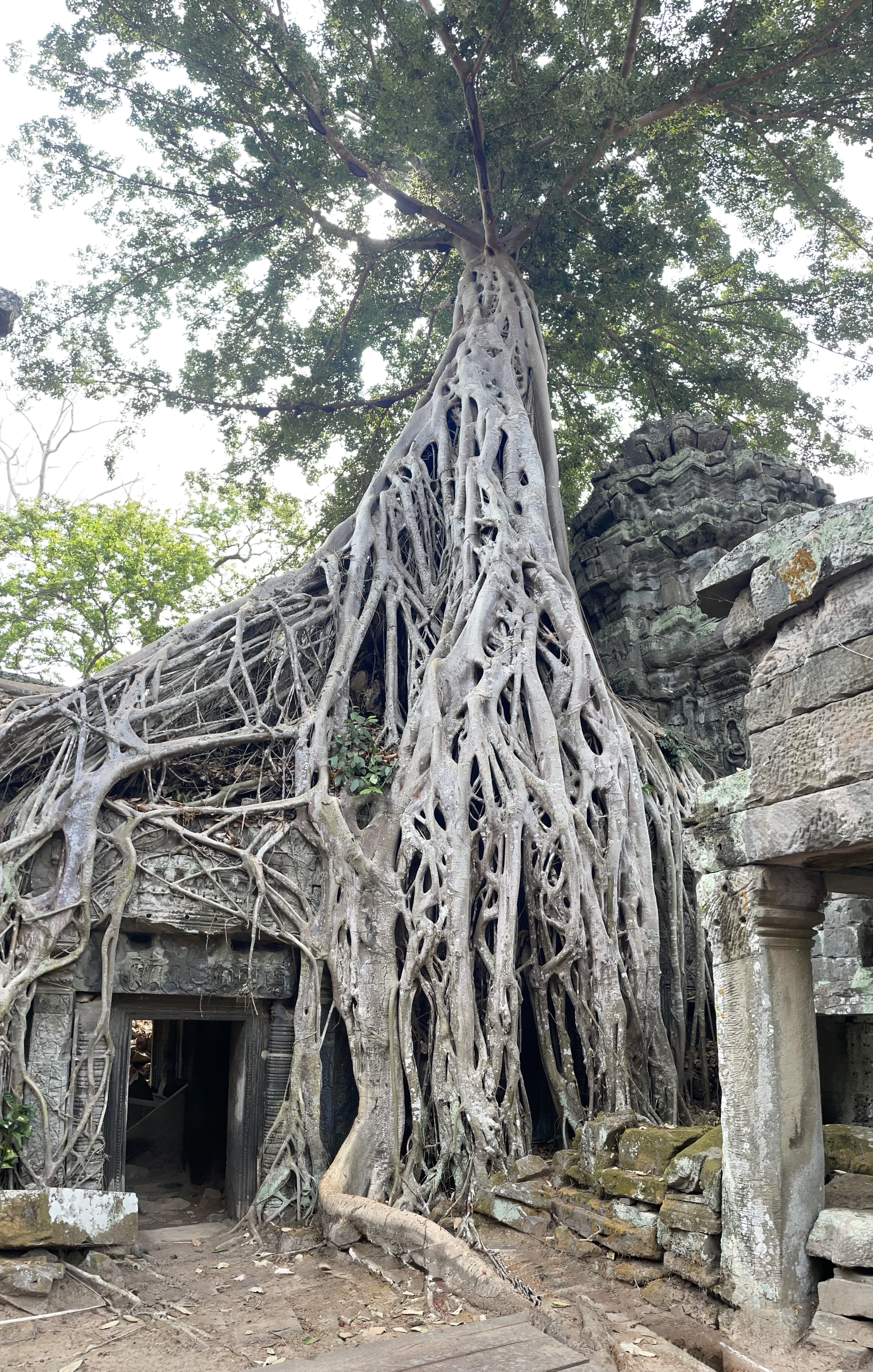 Ta Prohm