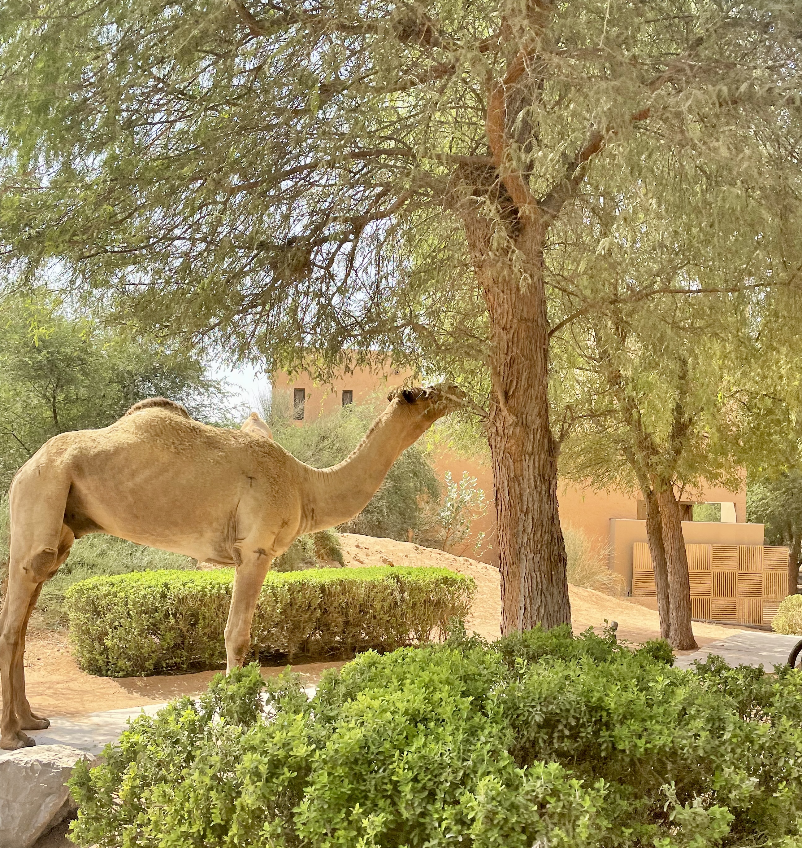 Wildlife at the desert resort