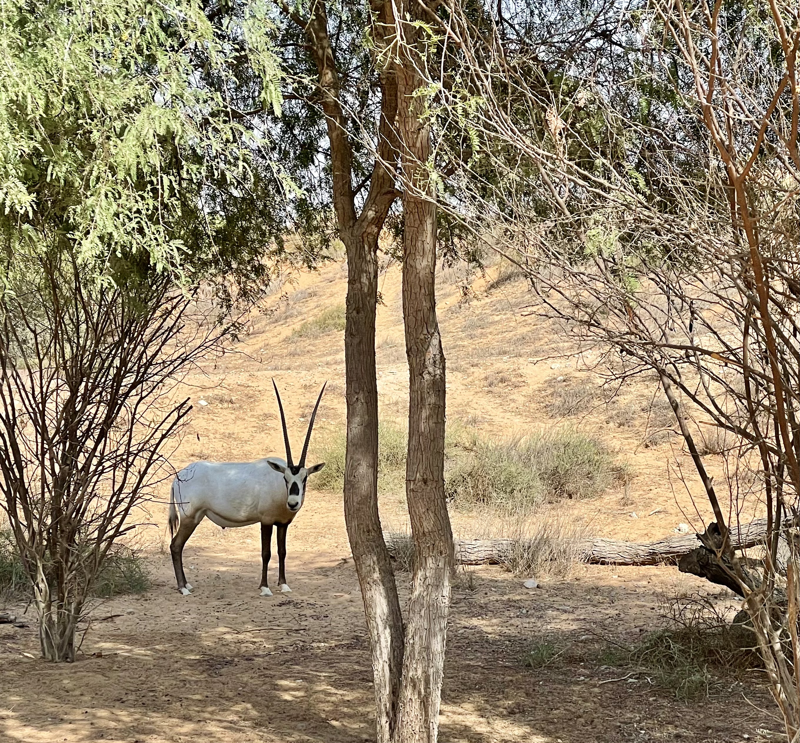 Animal encounter in the UAE