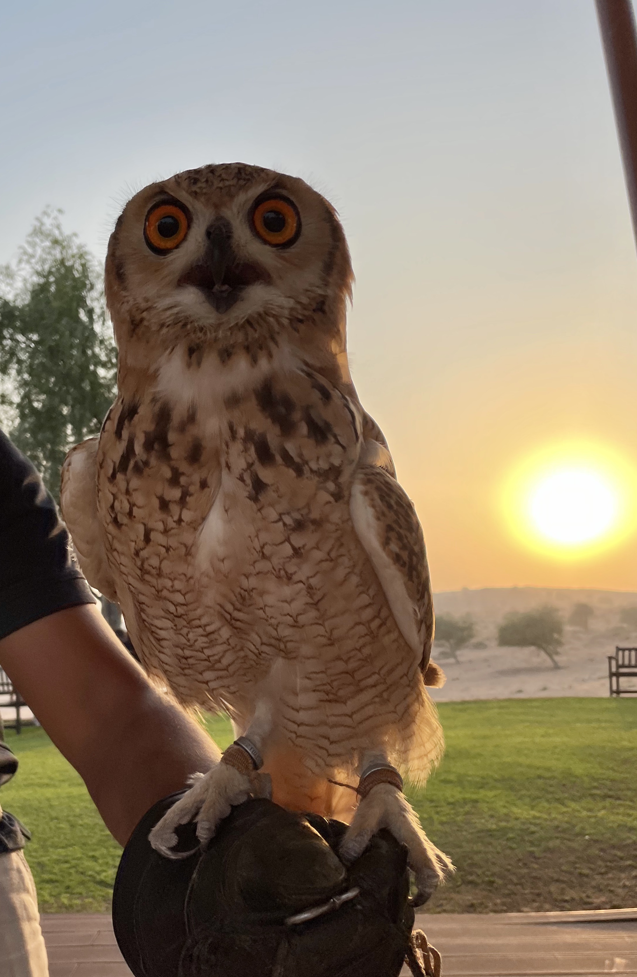 Desert resort experience