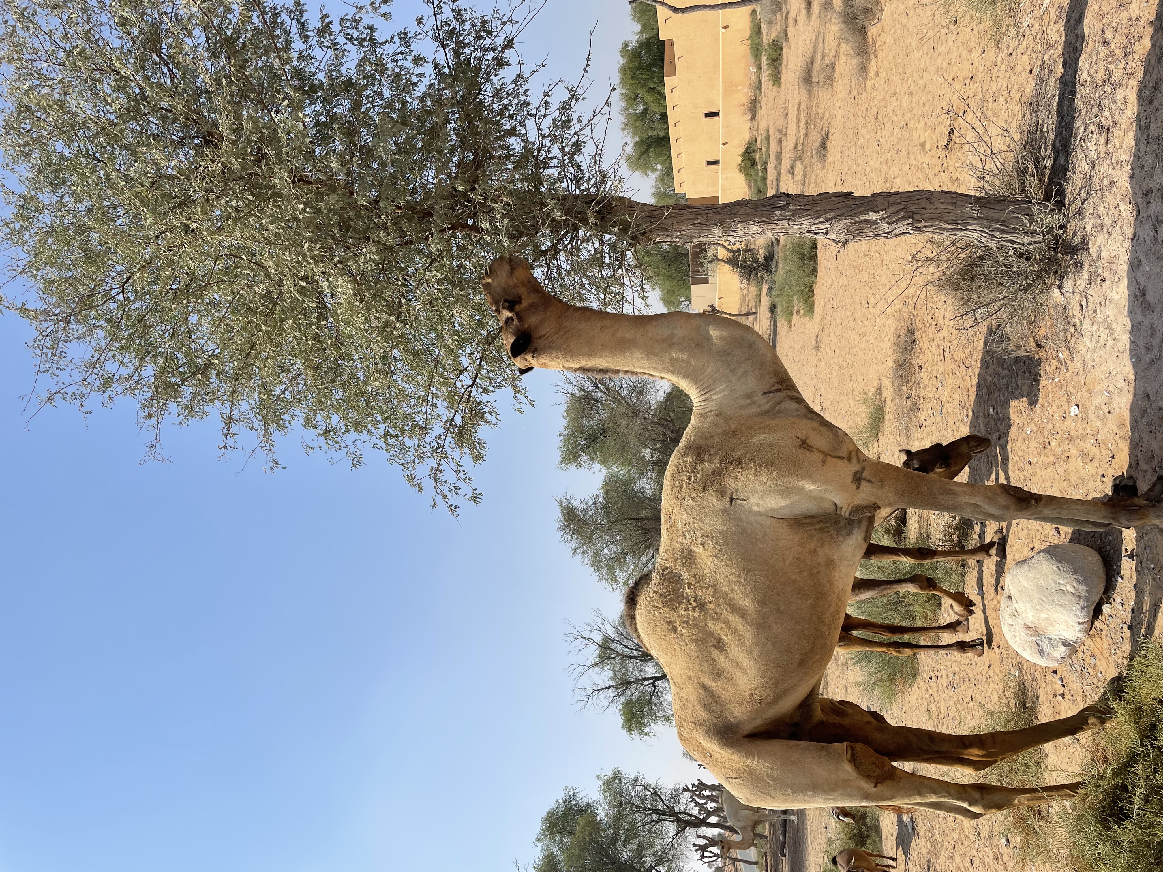 Camel in the desert