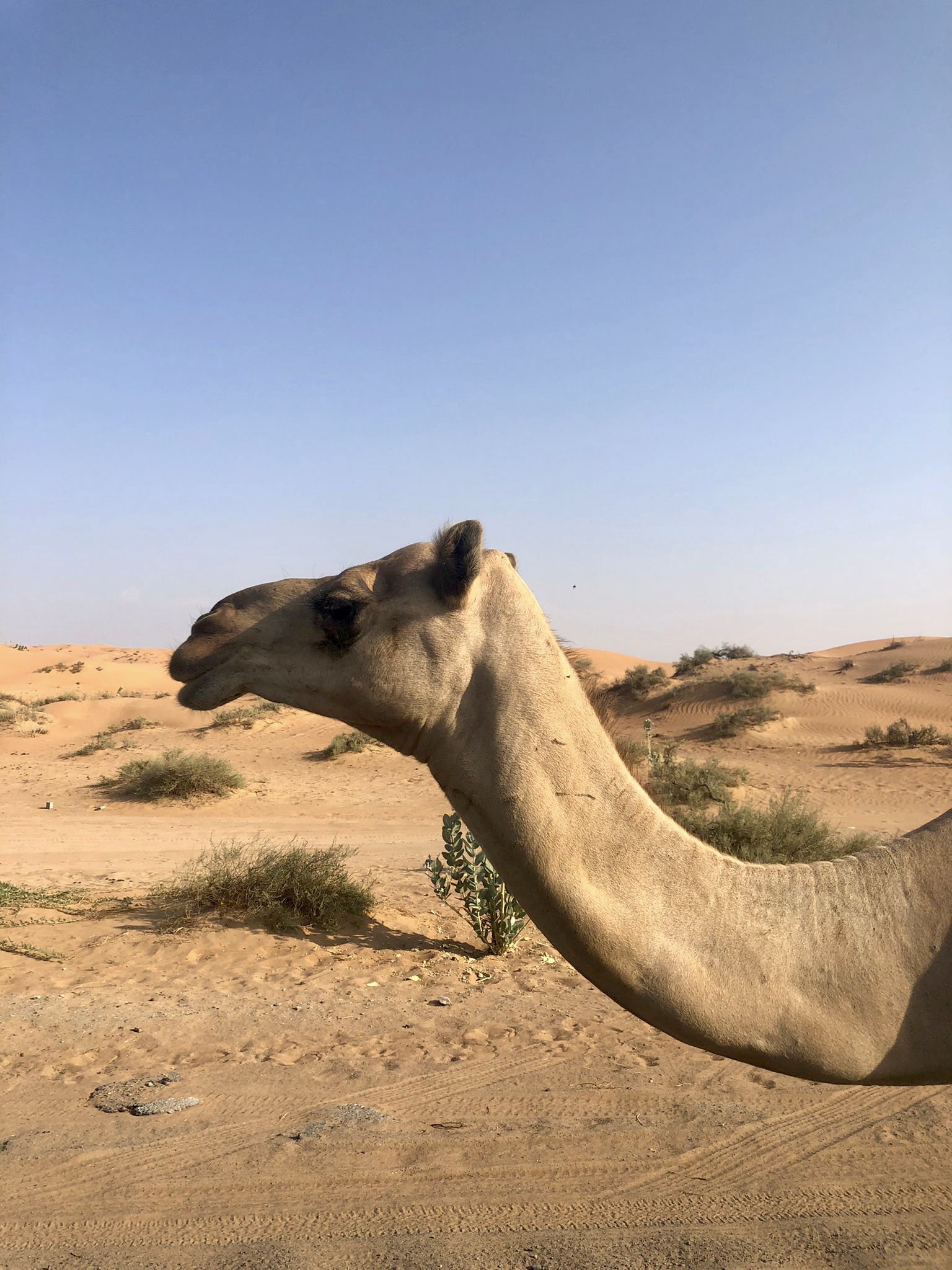 Desert landscape near Dubai