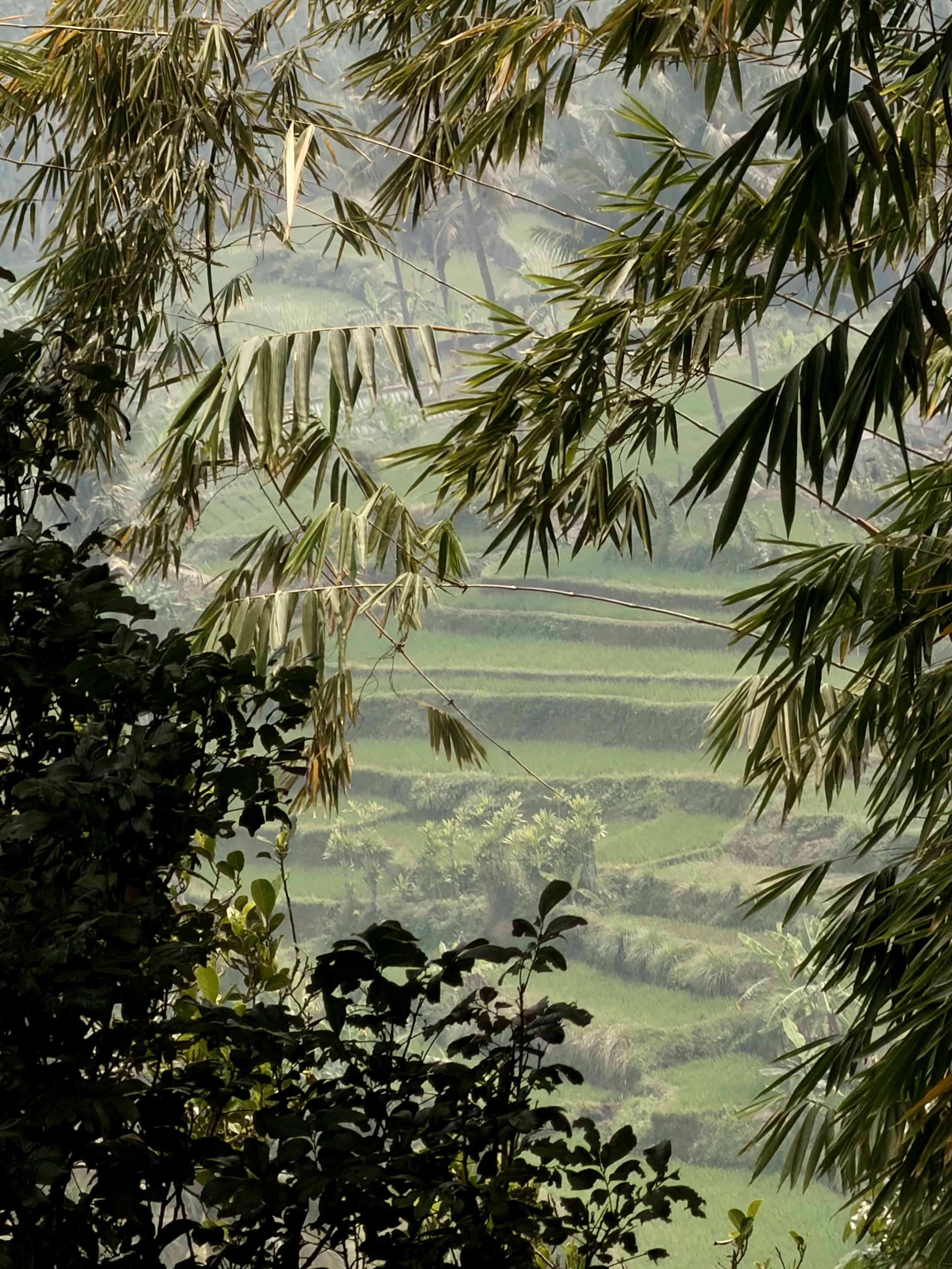 Java countryside
