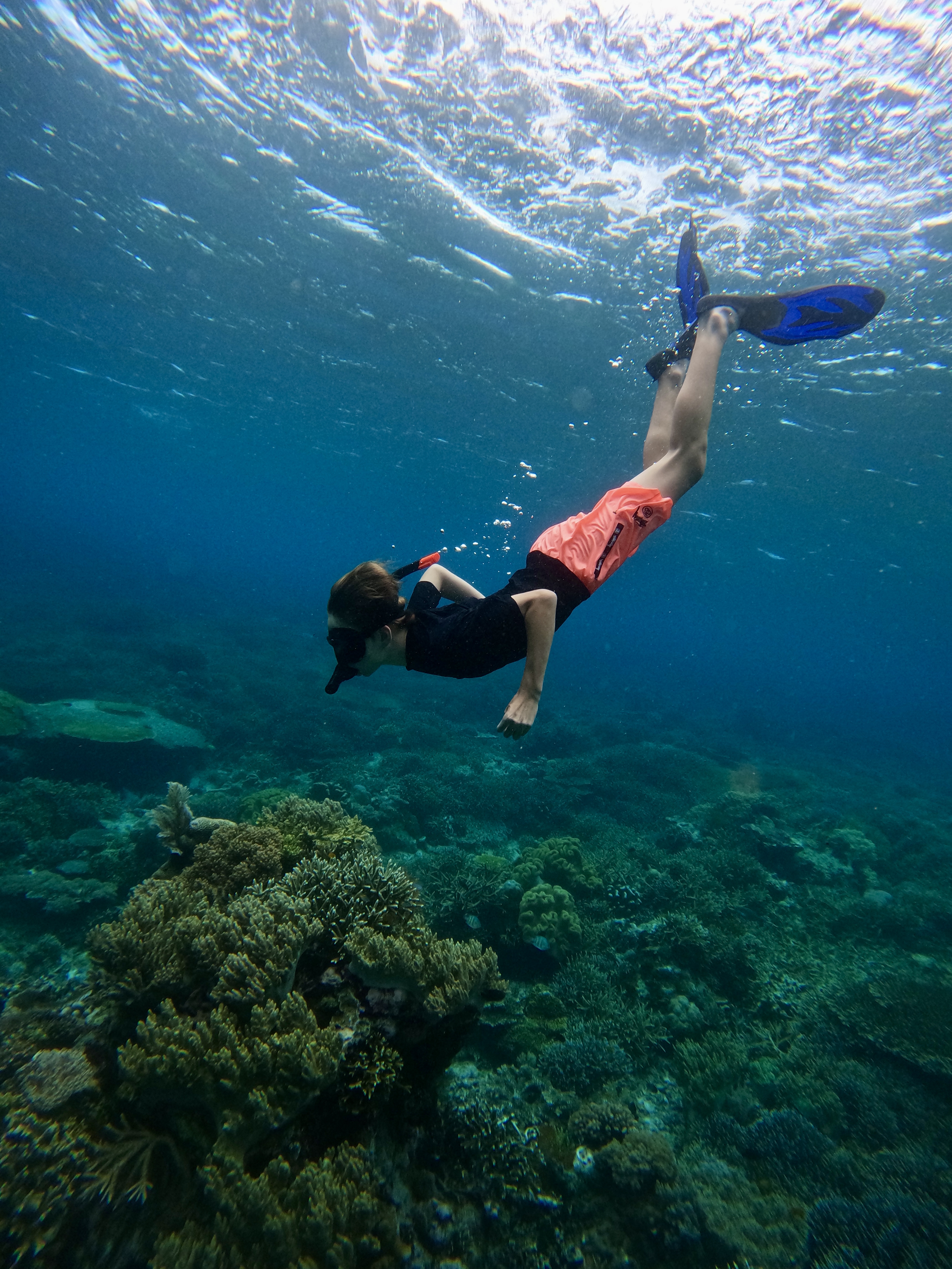 Komodo scenery
