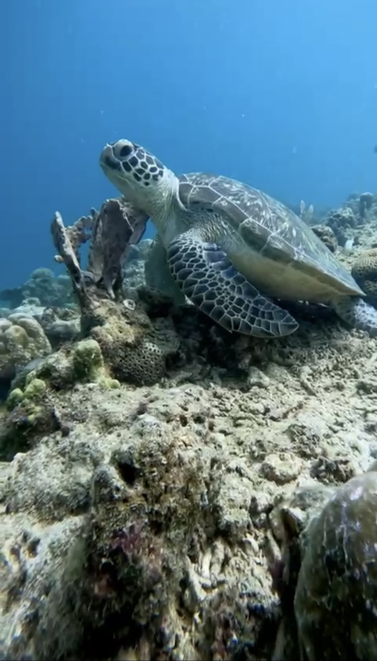 Komodo islands