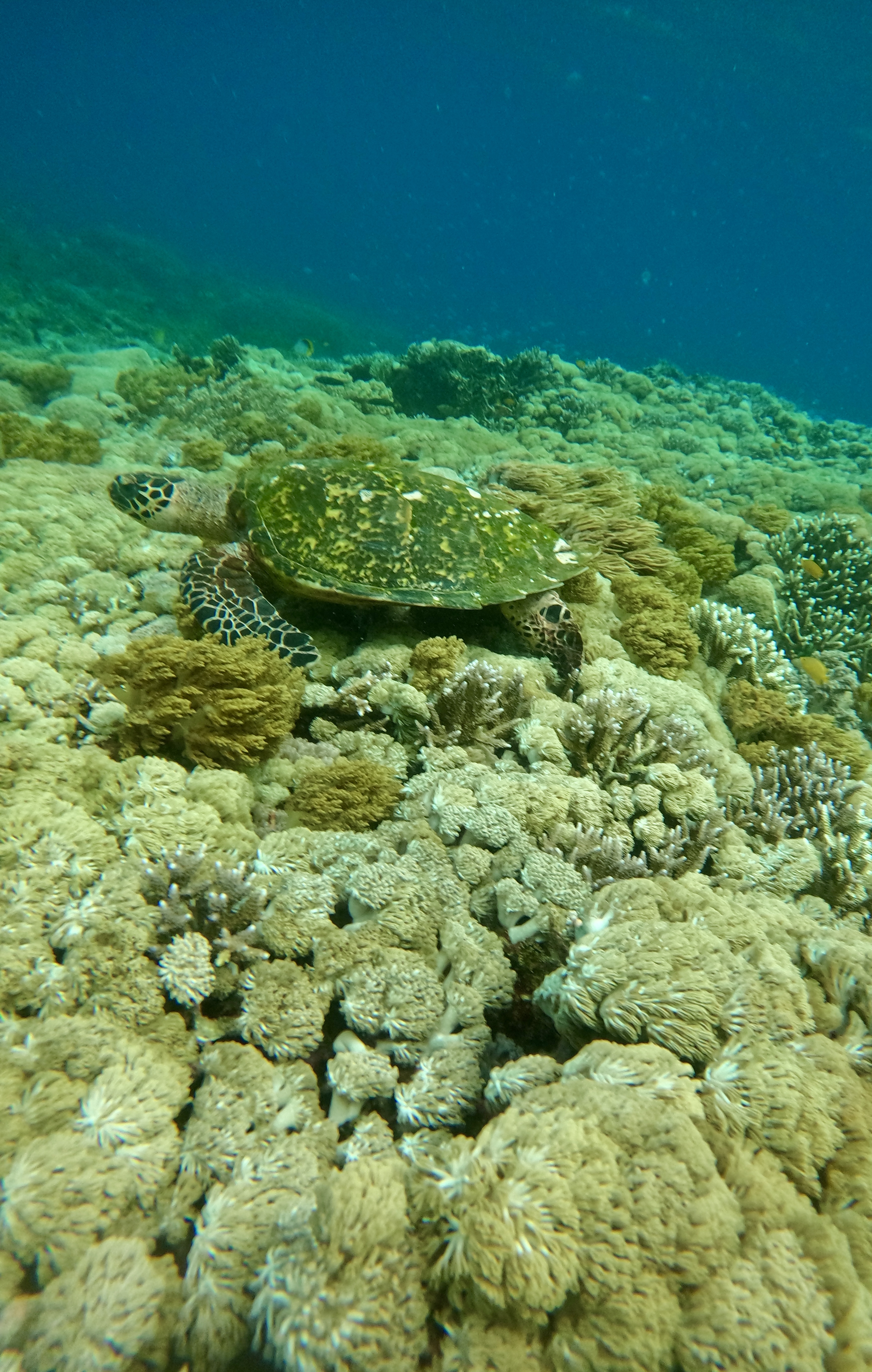 Ayana Komodo
