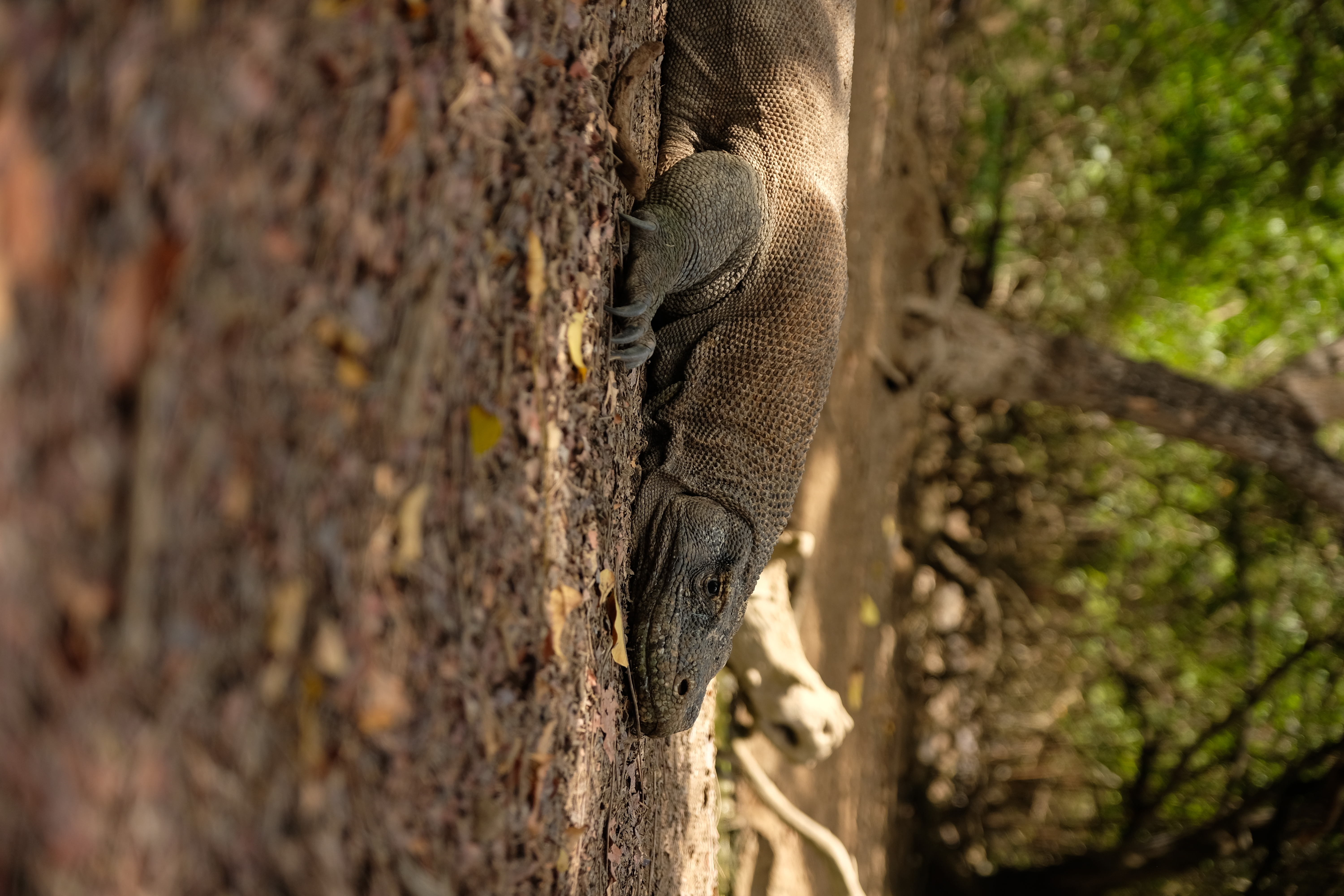 Komodo island scenery