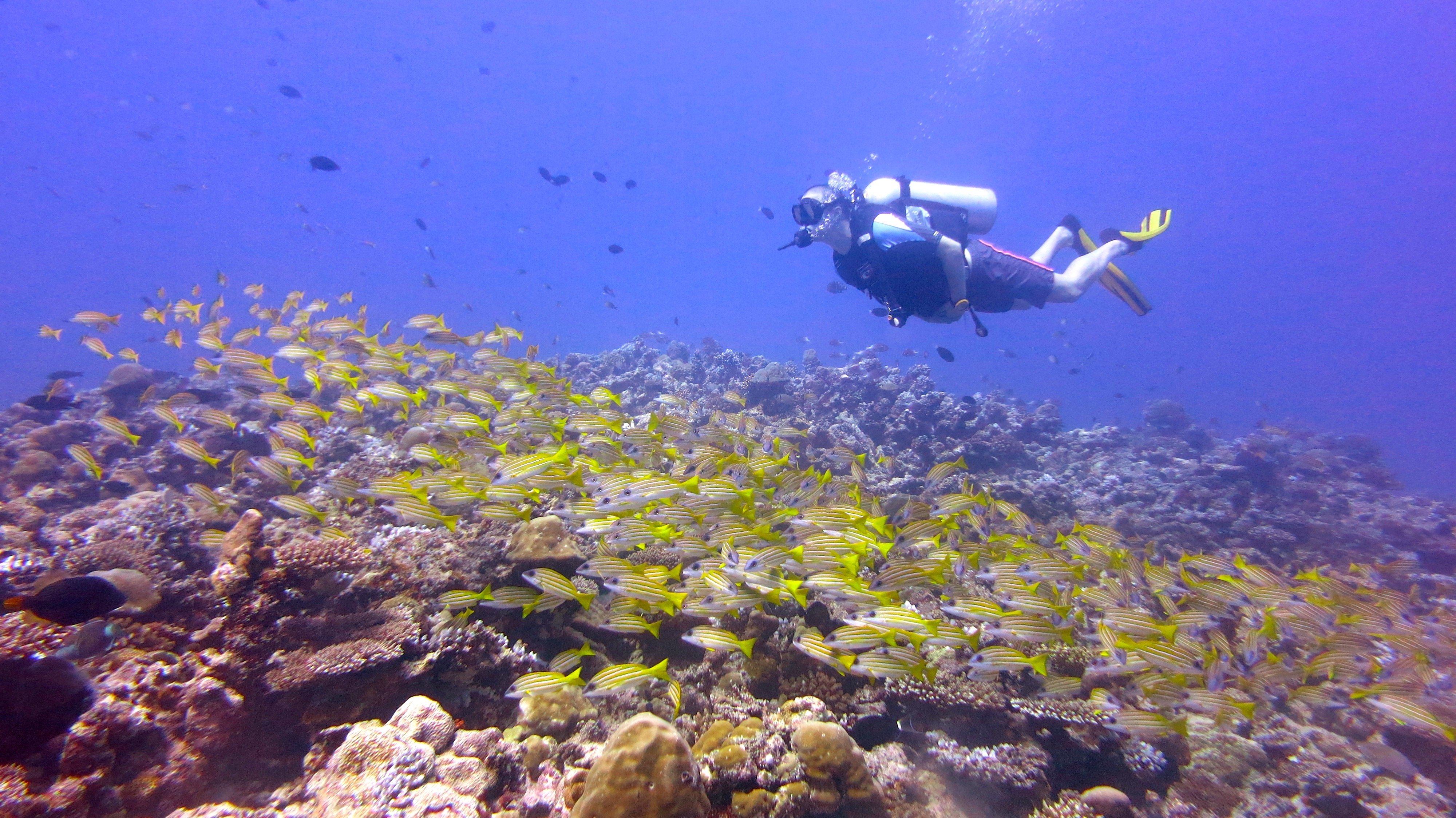 Marine life in the Maldives