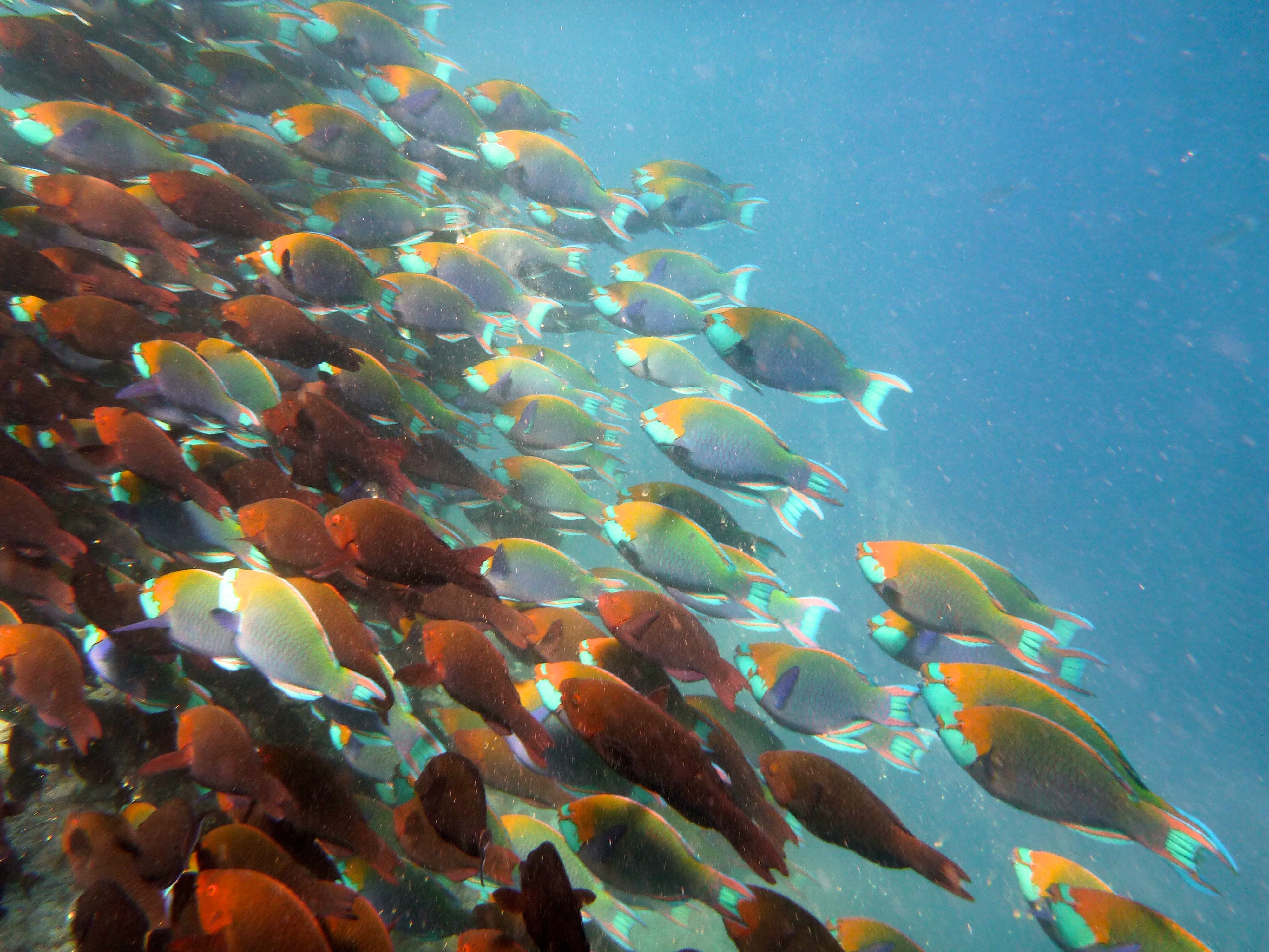 The reef and ocean around Reethi Rah