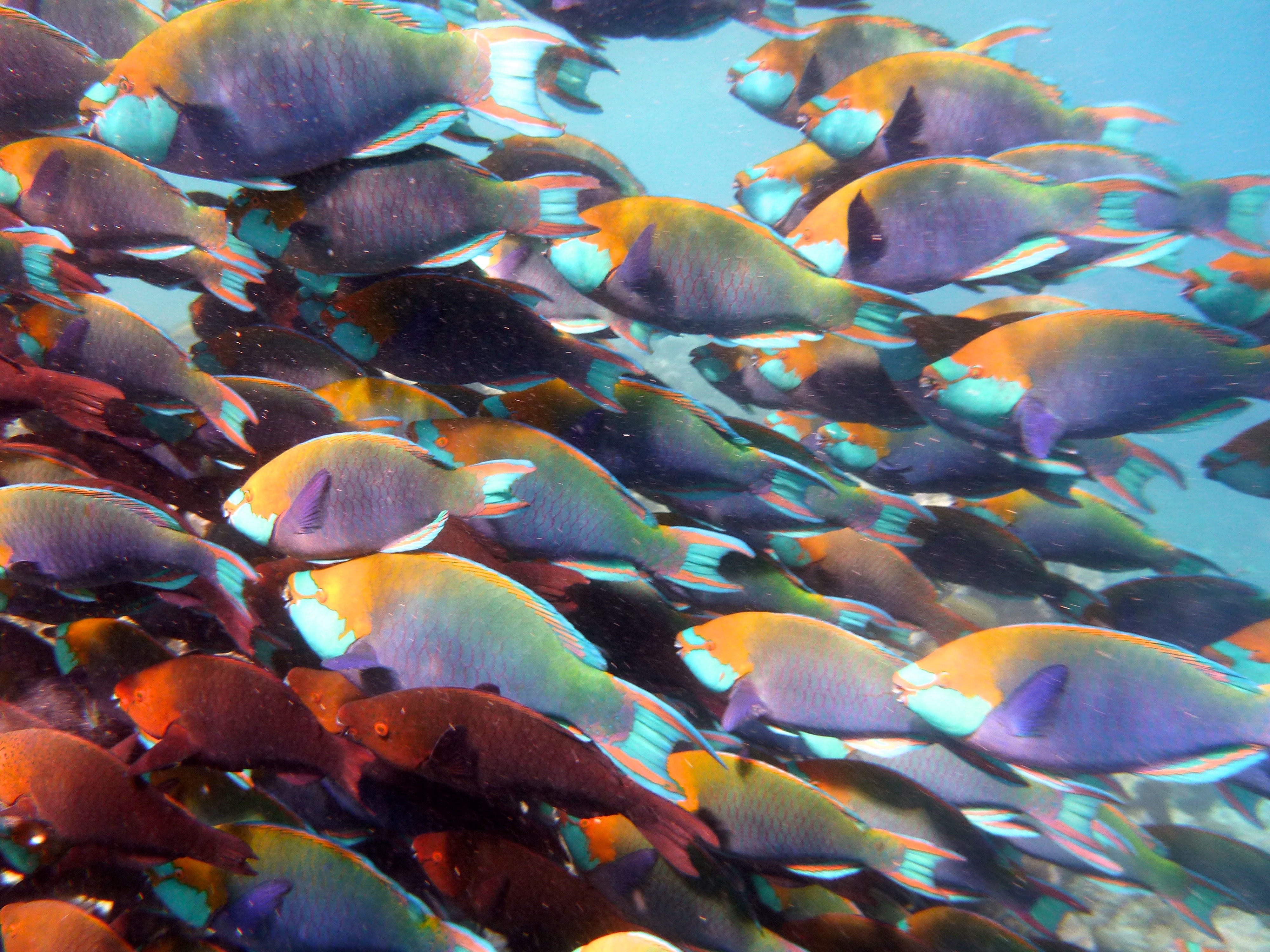 Wildlife around the island