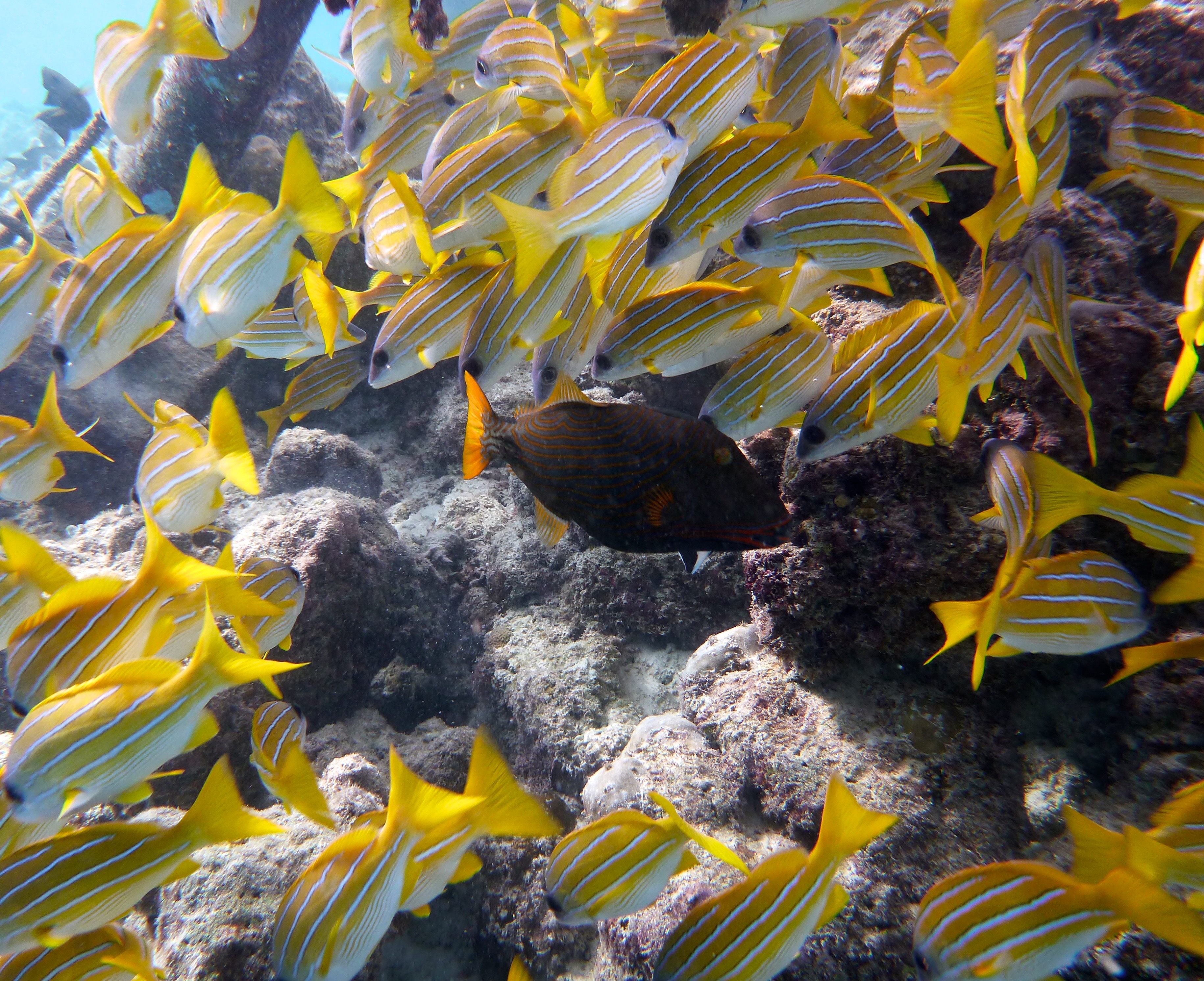 Marine life in the Maldives