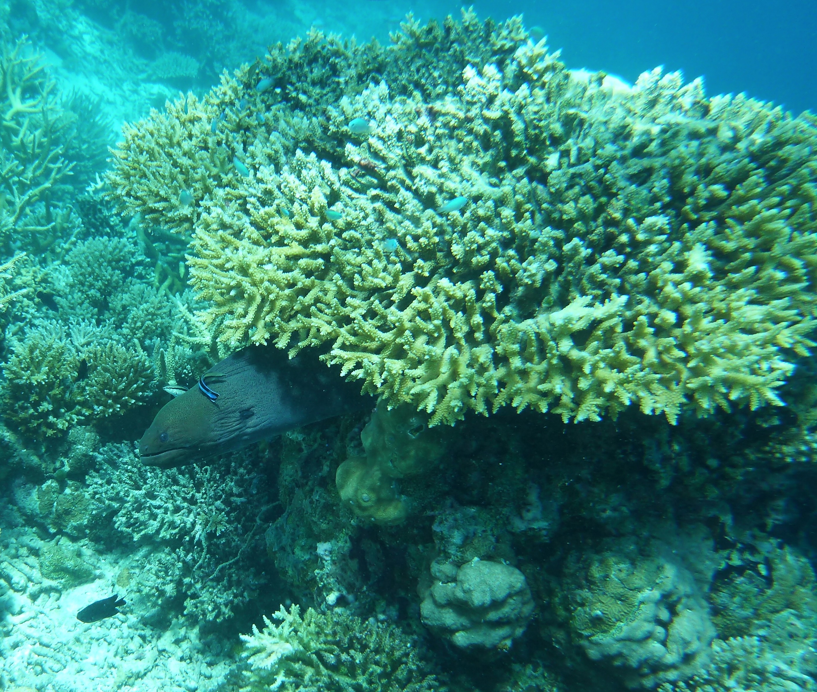 Reethi Rah and the surrounding ocean