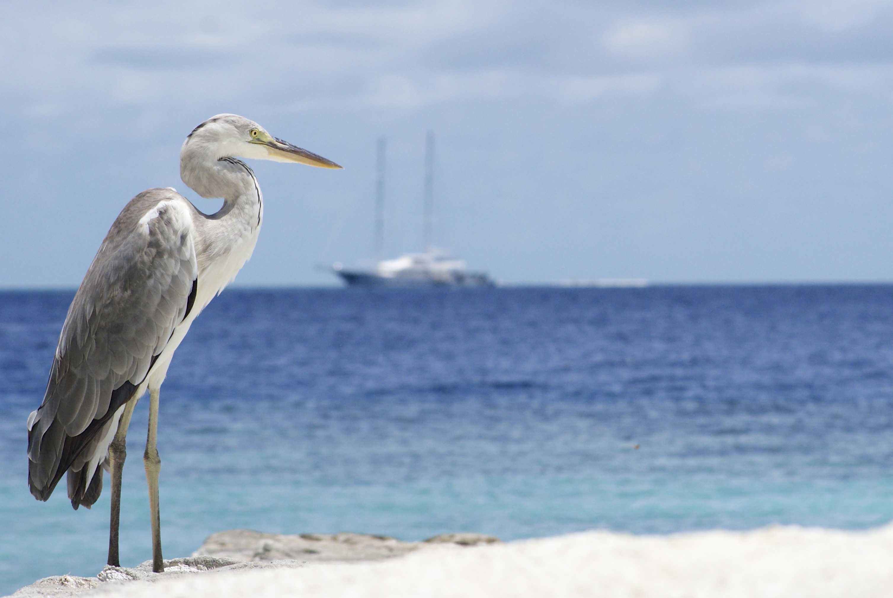 Island landscape at Reethi Rah