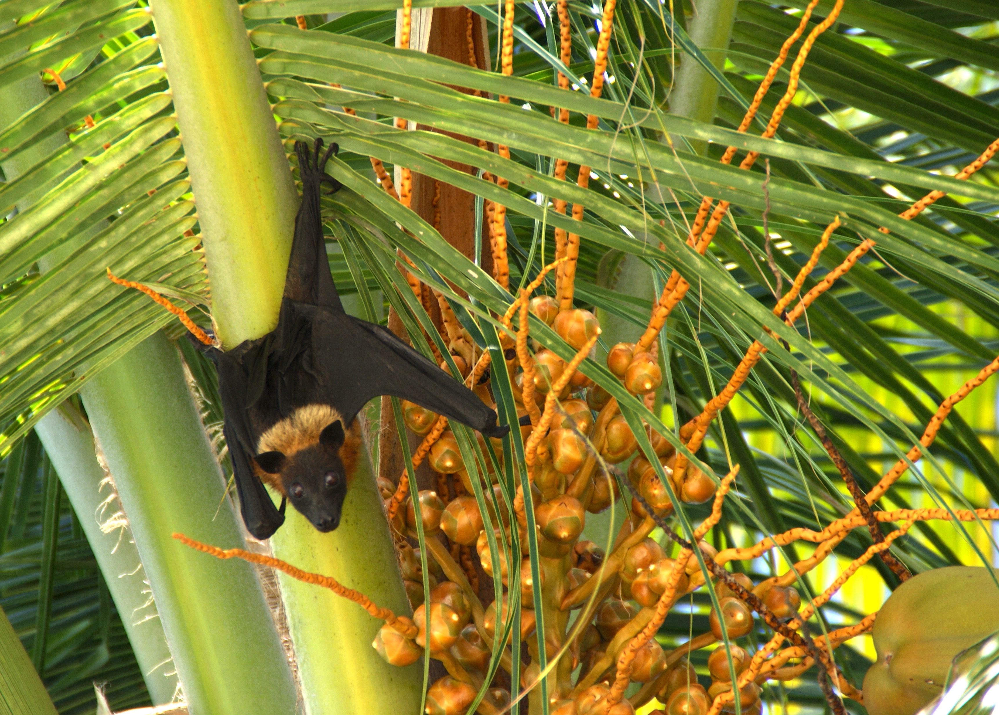 Flying fox in the trees at Reethi Rah