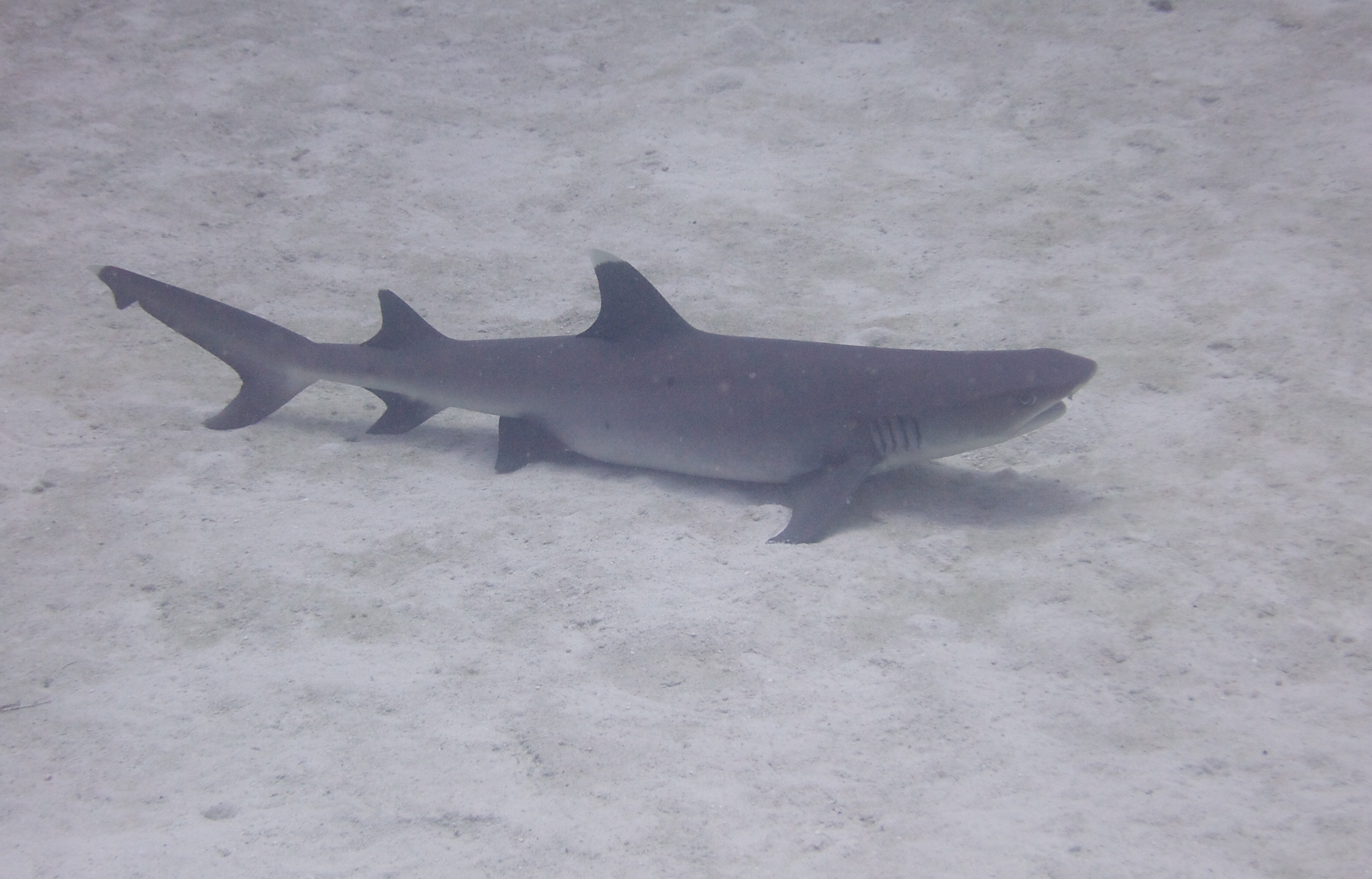 Wildlife on Reethi Rah