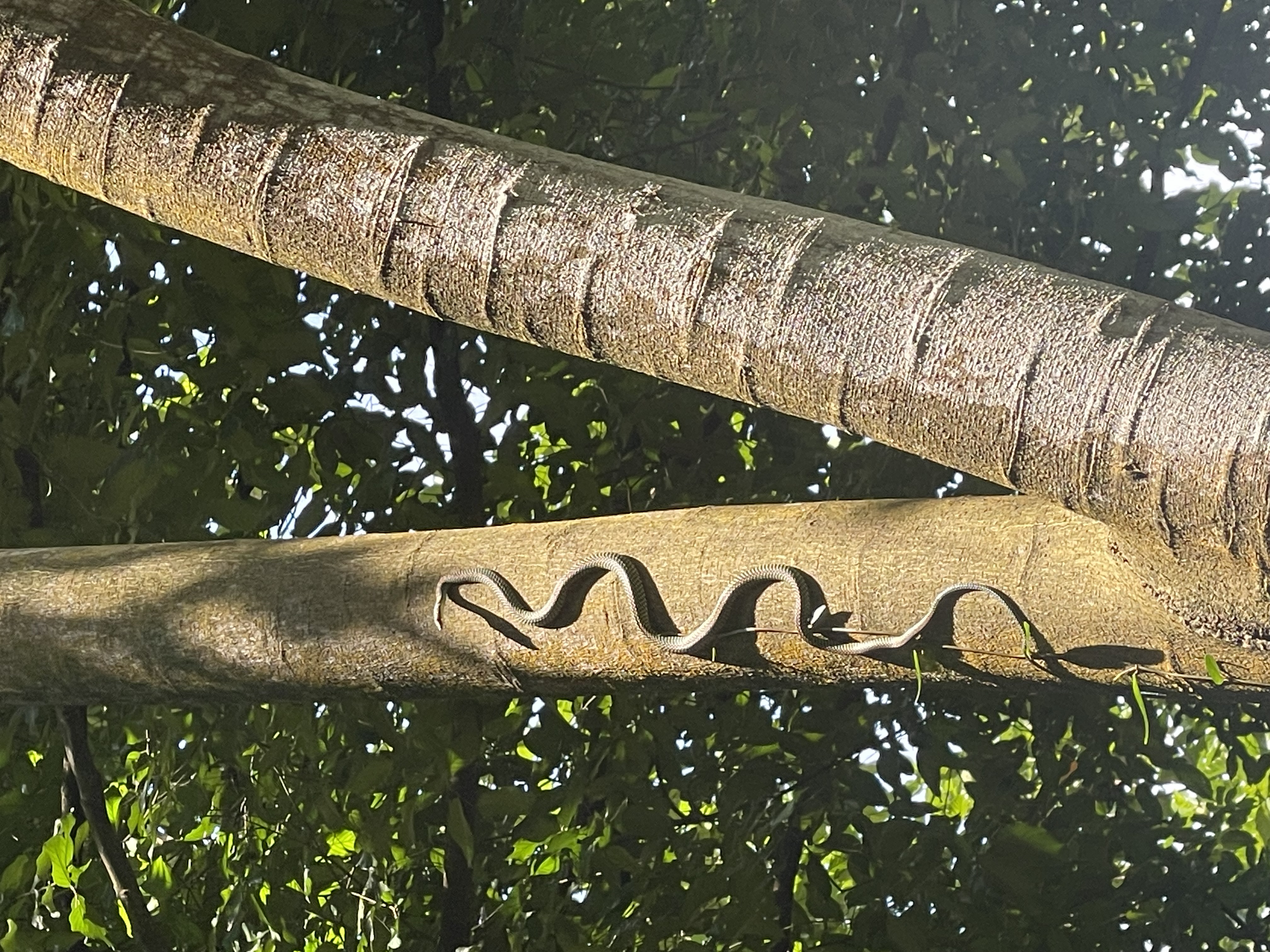 Snake in Singapore